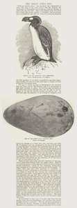 Den store alkens egg av John Everett Millais